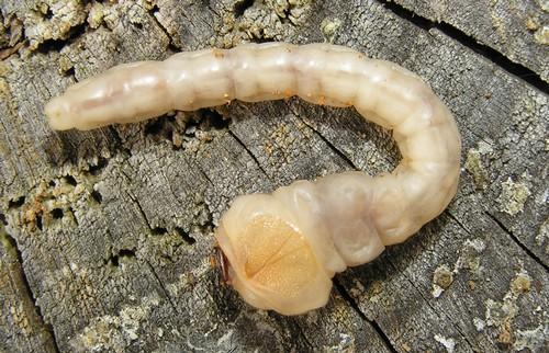 Réf. 53 982 : Chalcophora mariana
