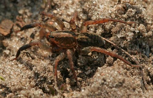 Trochosa sp.