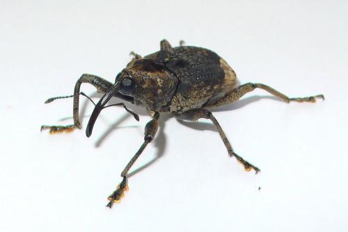 Réf. 53 451 : Macromeropsis sp.