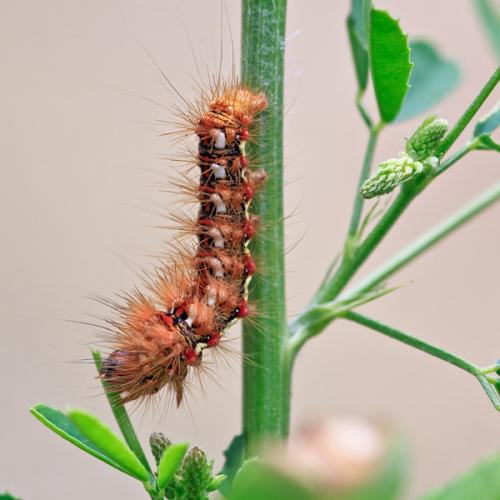 Réf. 53 335 : Acronicta rumicis