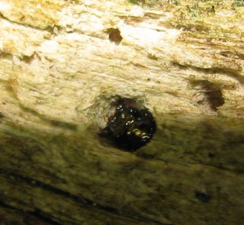 Pogonostoma sp.