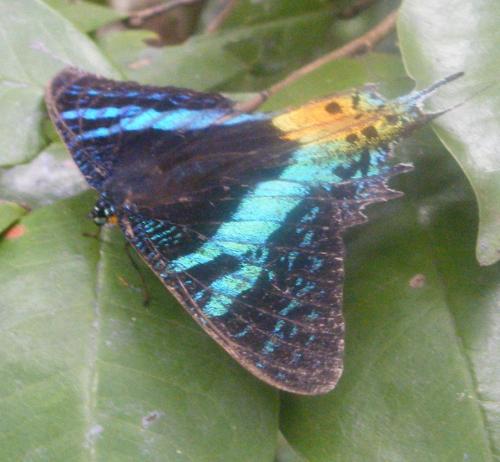 Réf. 53 539 : Chrysiridia rhipheus