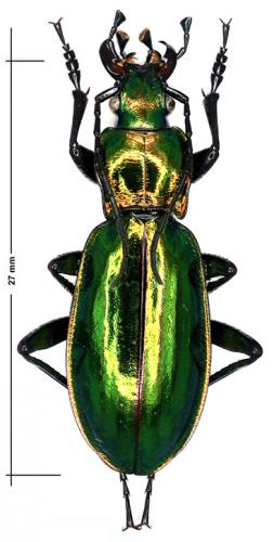 Carabus lineatus