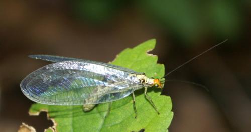 Réf. 53 460 : Nothochrysa fulviceps