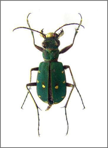 Cicindela campestris