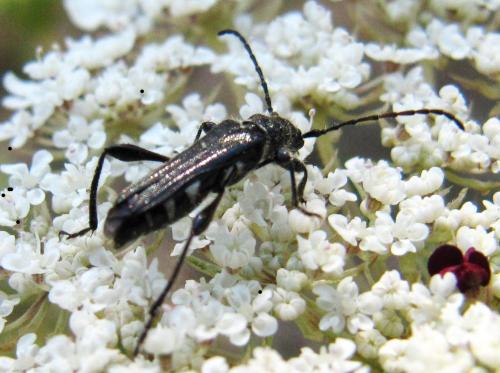Réf. 53 432 : Stenopterus ater