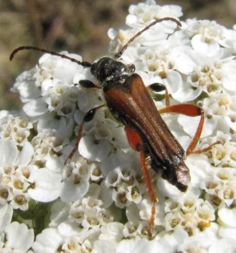 Stenopterus rufus