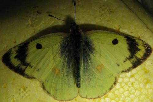 Colias sp.