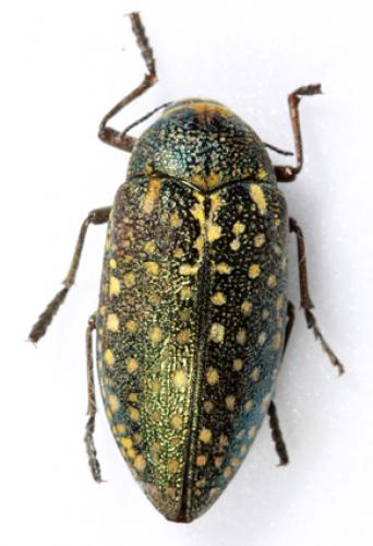 Julodis aequinoctialis aequinoctialis