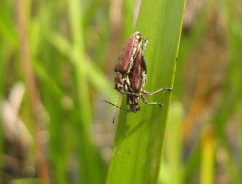 Réf. 53 149 : Donacia marginata