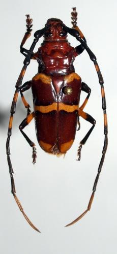 Trachyderes hilaris