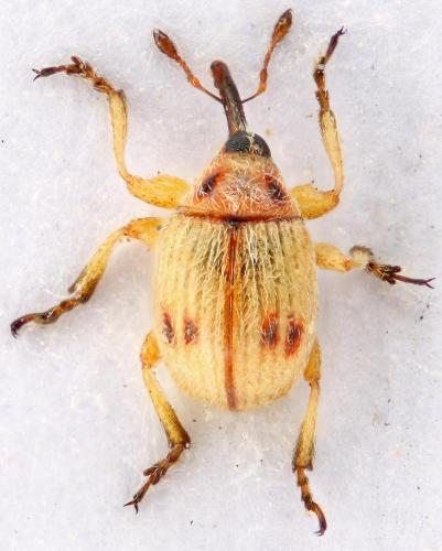 Réf. 53 263 : Corimalia tamarisci