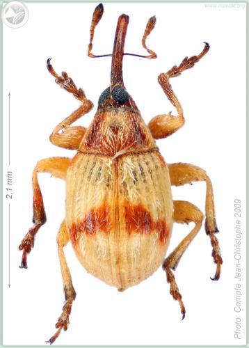 Réf. 53 221 : Corimalia tamarisci