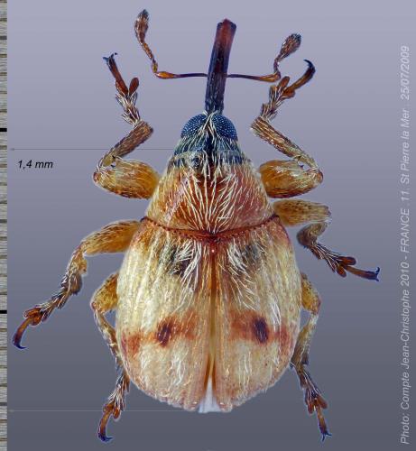 Réf. 53 495 : Corimalia tamarisci