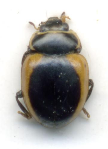 Ceratomegilla rufocincta