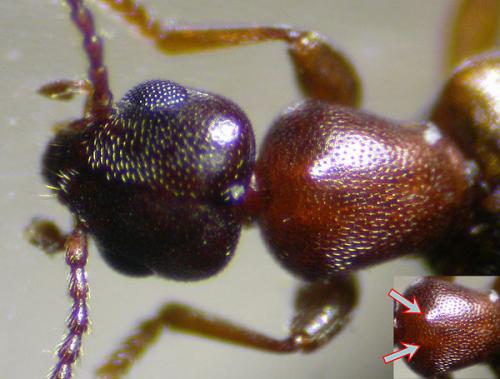 Omonadus floralis