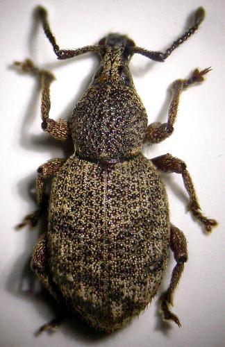 Réf. 53 340 : Otiorhynchus singularis