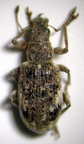 Réf. 53 922 : Polydrusus sparsus