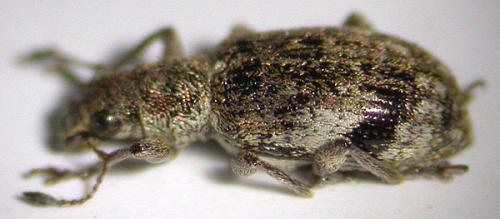Polydrusus sparsus