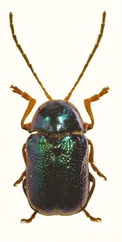 Cryptocephalus nitidulus