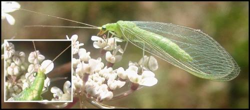 Chrysoperla sp.