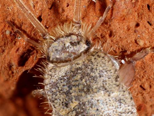 Ctenolepisma sp.