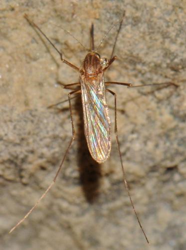 Réf. 53 093 : Culex sp.