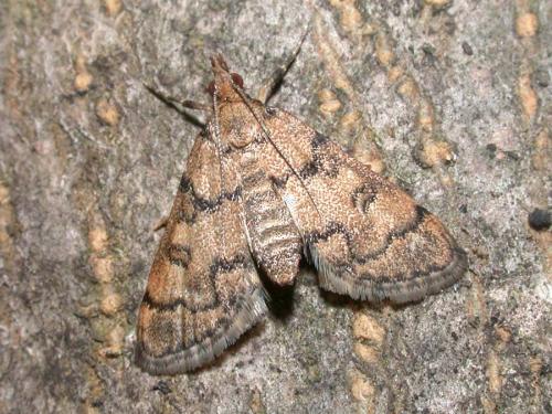Metasia cyrnealis