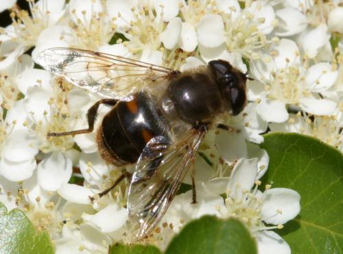 Eristalis tenax
