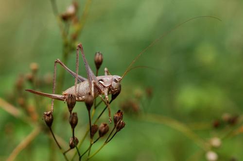 Antaxius pedestris pedestris