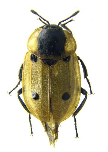Réf. 53 096 : Dendroxena quadrimaculata