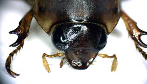 Rhinyptia sp.
