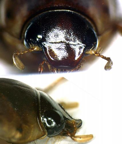 Rhinyptia sp.