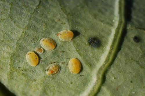 Réf. 53 739 : Aleyrodes proletella