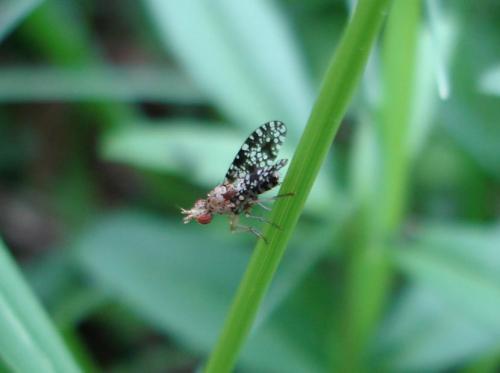 Trypetoptera punctulata