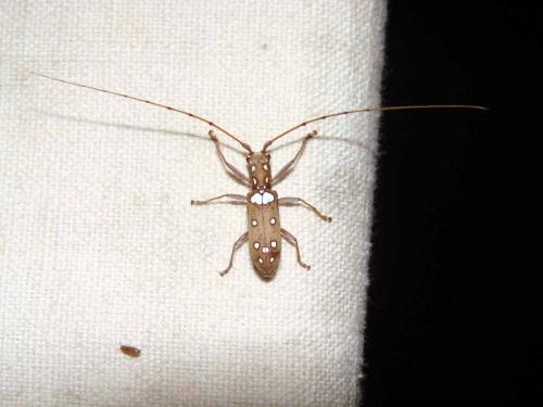 Olenecamptus senegalensis