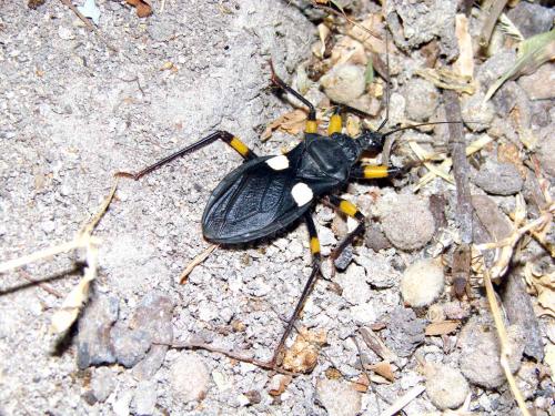 Platymeris biguttatus