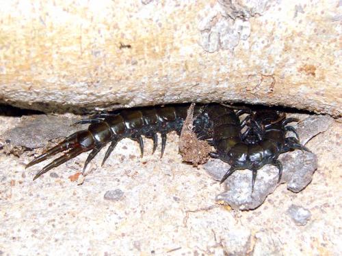 Ethmostigmus sp.