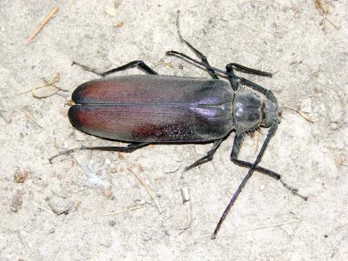 Réf. 53 019 : Macrotoma serripes