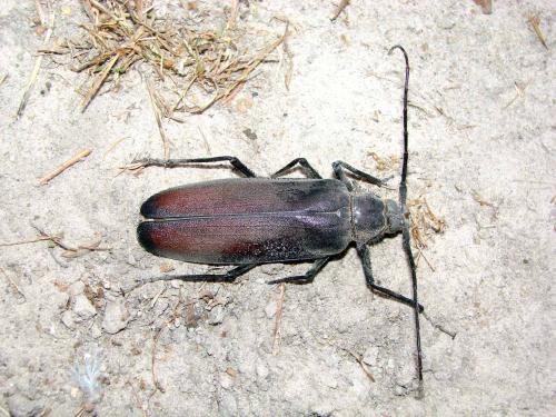 Réf. 53 020 : Macrotoma serripes