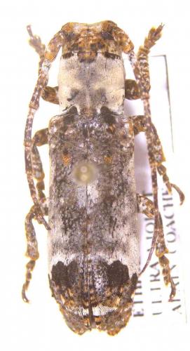 Sthenias cylindrator