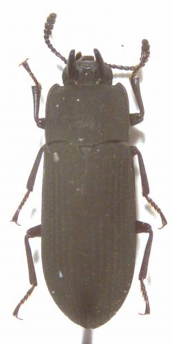 Réf. 53 319 : Cryphaeus taurus