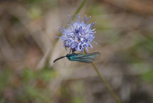 Adscita sp.