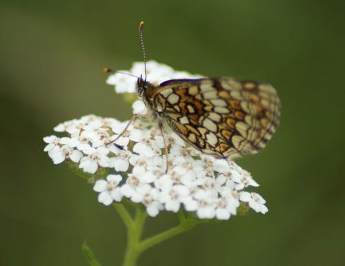 Melitaea sp.