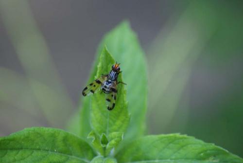 Otites porcus