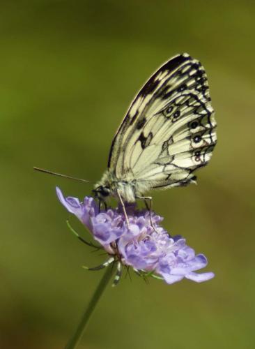 Réf. 53 843 : Melanargia galathea
