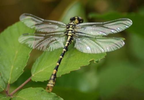 Réf. 53 906 : Onychogomphus forcipatus