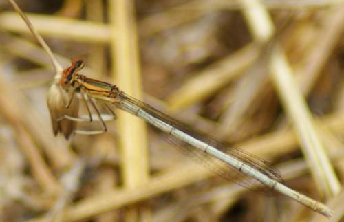 Réf. 53 840 : Platycnemis sp.