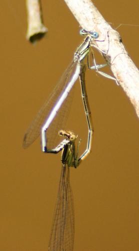 Platycnemis latipes