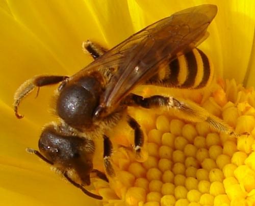 Réf. 53 705 : Halictus sp.